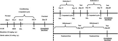 Dynamic Changes of Cytoskeleton-Related Proteins Within Reward-Related Brain Regions in Morphine-Associated Memory